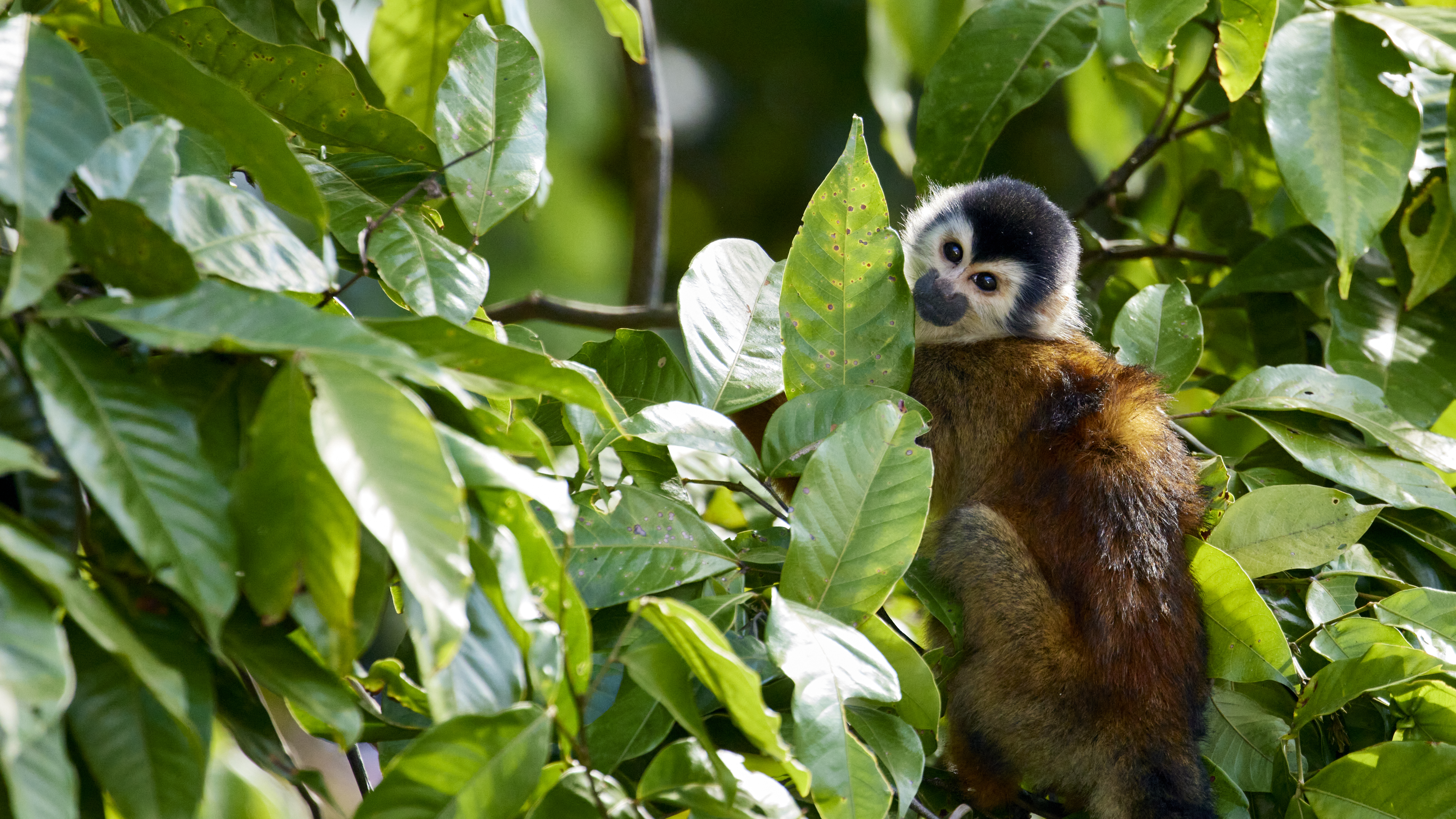 Squirrel monkey looking back - image 12